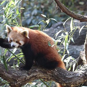 Nepali Red Panda