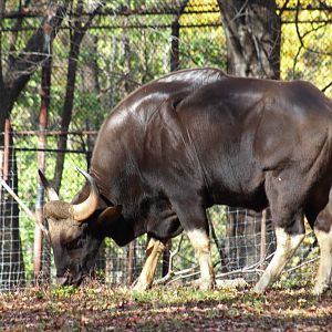 Indian Gaur