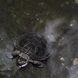 Vietnamese Pond Turtle