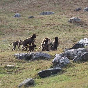 Gelada Family