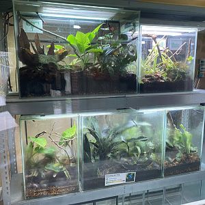 Amphibian Ark 201121