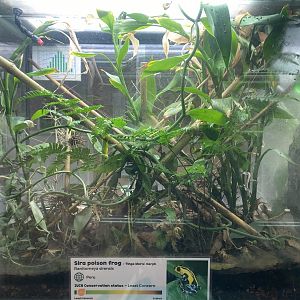 Amphibian Ark - Sira poison frog exhibit 201121