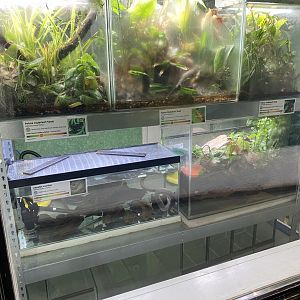 Amphibian Ark 201121