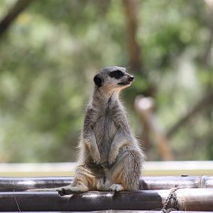 Meerkat