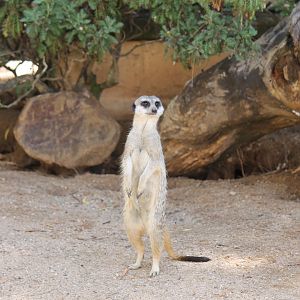 Meerkat