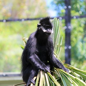 Francois Langur