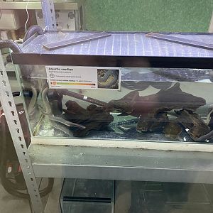 Amphibian Ark - Rio Cauca caecilian exhibit 201121