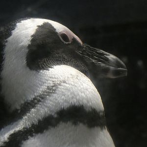 African Penguin at the the Greensboro Science Center