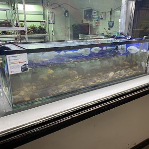 Amphibian Ark - Lake Titicaca frog exhibit 201121