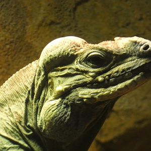Rhinoceros Iguana at the Greensboro Science Center