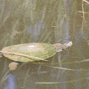 Murray River Turtle (Emydura macquarii)