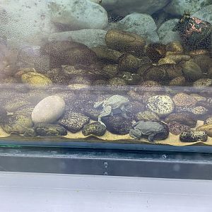 Amphibian Ark - Lake Titicaca frogs 201121