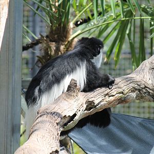 Black-and-white Colobus