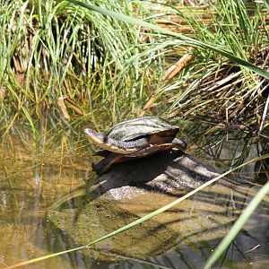 Eastern Snake-necked Turtle (Chelodina longicollis)