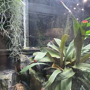 Amphibian Ark - Maranon poison frog exhibit 201121