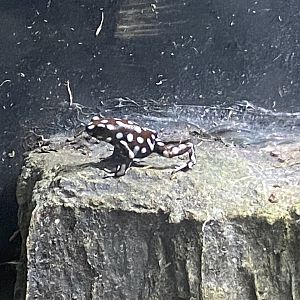 Amphibian Ark - Maranon poison frog 201121