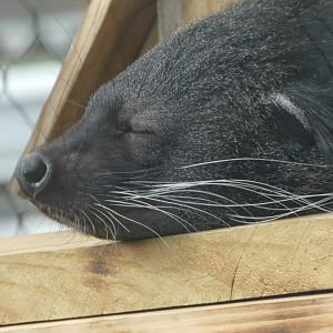 Binturong at the Greensboro Science Center
