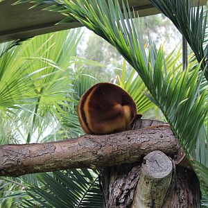 Goodfellow's Tree Kangaroo