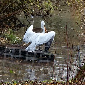 Dalmatian pelican 201121