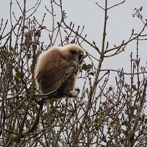 Lar gibbon 201121