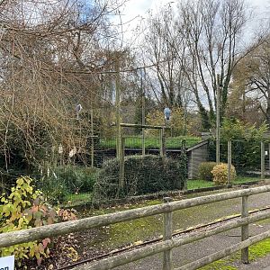 Marabou enclosure 201121