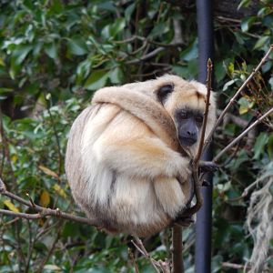 Black and gold howler monkey 201121