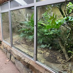 Reptile Tropics - Blue-spotted tree monitor exhibit 201121