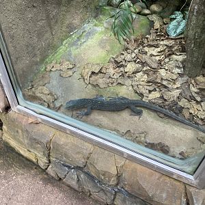 Reptile Tropics - Blue-spotted tree monitor 201121