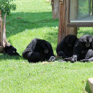 Siamang Family