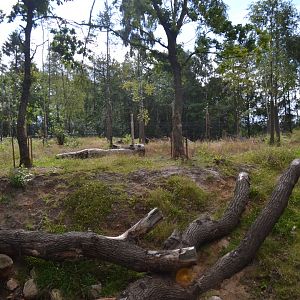 Enclosure for spectacled bear in Givskud Zoo