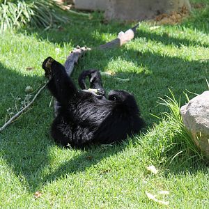 Siamang