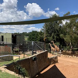 Giraffe Exhibit