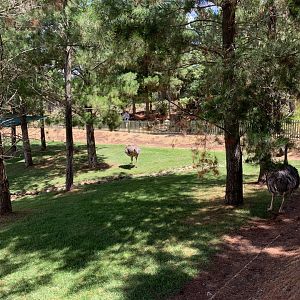 Ostrich Exhibit
