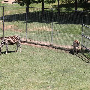 Plains Zebra