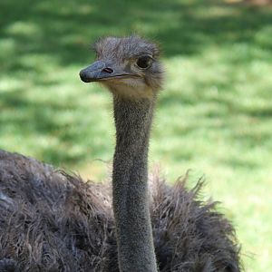 Ostrich
