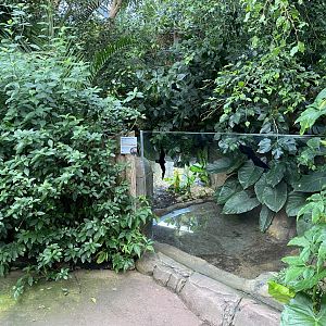 Reptile Tropics - Indochinese box turtle exhibit 201121