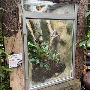 Reptile Tropics - Common leaf-tailed gecko exhibit 201121