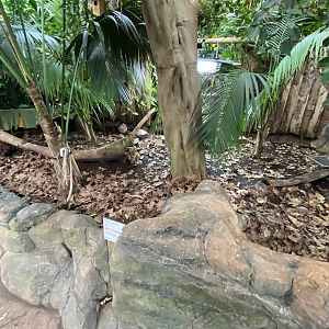 Reptile Tropics - Red-footed tortoise exhibit 201121