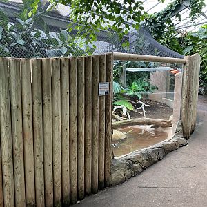 Reptile Tropics - Mangrove monitor exhibit 201121