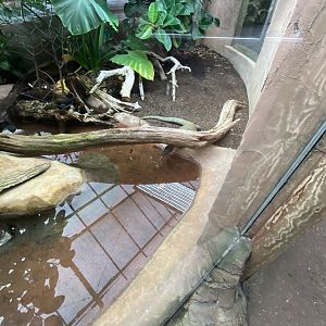 Reptile Tropics - Mangrove monitor exhibit 201121