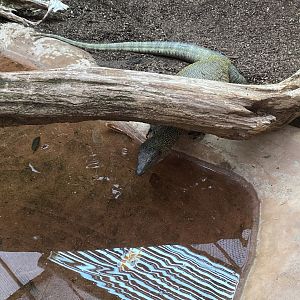 Reptile Tropics - Mangrove monitor 201121