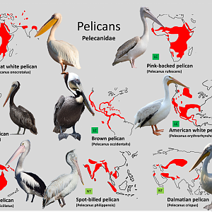 Pelican distribution maps