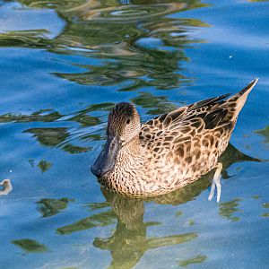Birds at the Flamingo Lagoon-female Red Shoveler