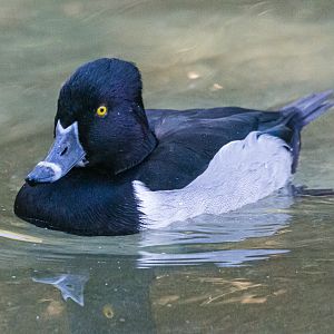 Birds at the Flamingo Lagoon-Ring-necked Duck