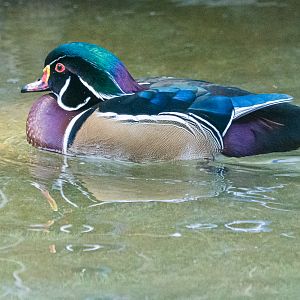 Birds at the Flamingo Lagoon-American Wood duck