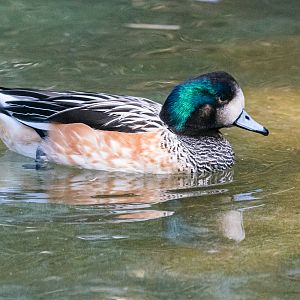 Birds at the Flamingo Lagoon-Chiloe Wigeon