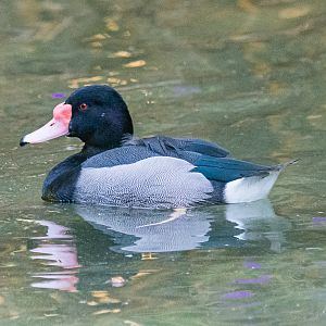 Birds at the Flamingo Lagoon-Rosy Pochard