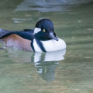 Birds at the Flamingo Lagoon-male Hooded Merganser