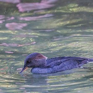 Birds at the Flamingo Lagoon-female Hooded Merganser