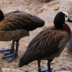 Birds at the Flamingo Lagoon-White-faced Whistling Duck